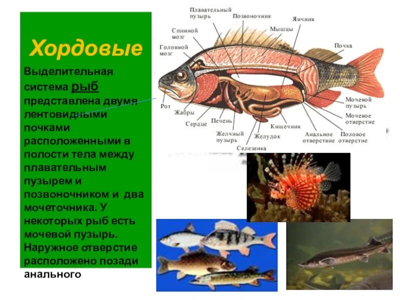Хордовые на спинной стороне тела. Выделительная система черепных рыб. Выделительная система рыб схема. Выделительная система рыб 7 класс. Выделительная система рыб Эволюция почки.