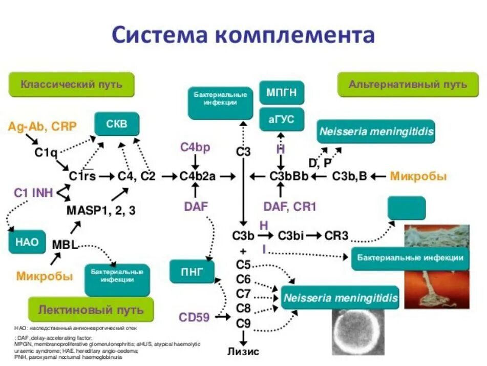 Комплемент сыворотки крови. Активация системы комплемента с3. Компоненты система комплемента это иммунология. Функции системы комплемента иммунология. Строение компонентов системы комплемента.