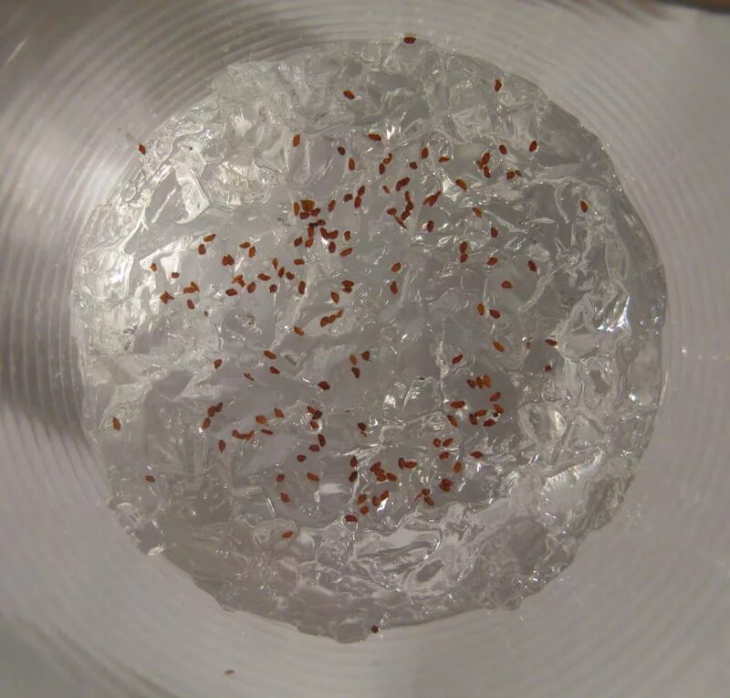 гидрогель сельскохозяйственный. гидрогель семена. проращивание семян в гидрогеле. гидрогель для рассады. гидрогель для рассады.