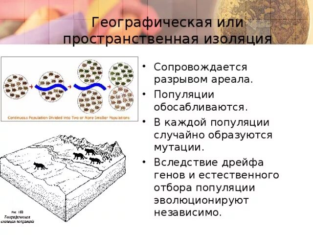 Дрейф генов фактор эволюции. Изоляция дрейф генов. Популяционные волны дрейф генов изоляция. Дрейф генов изоляция факторы эволюции.