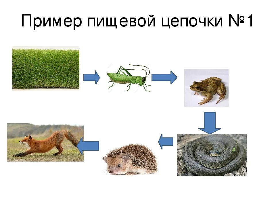 Название каждого звена пищевой цепи. Пищпищевые Цепочки биология 5 класс. Цепочки питания животных 9 класс биология. Цепи питания 5 кл биология. Пищевые цепи 5 класс биология примеры.