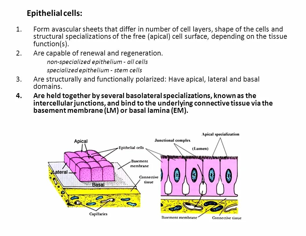 Sheets cells. Epithelial tissue histology. epithelial cells. epithelium tissue. features of epithelial tissue.