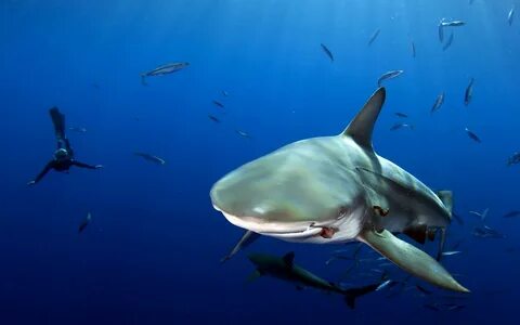 Shark fish