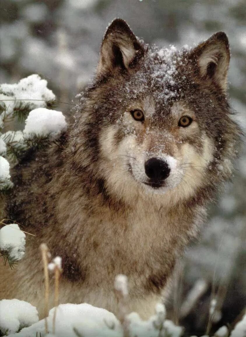 Таёжный волк. Красивый волк. Изображение волка. Волк зимой. Beautiful wolves