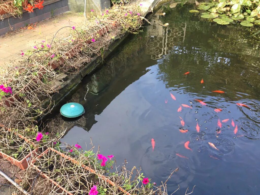 Пруд очистка воды. Чистка пруда на даче. Очистка воды в пруду на даче. Плавательный пруд. Пруд осветленной воды.