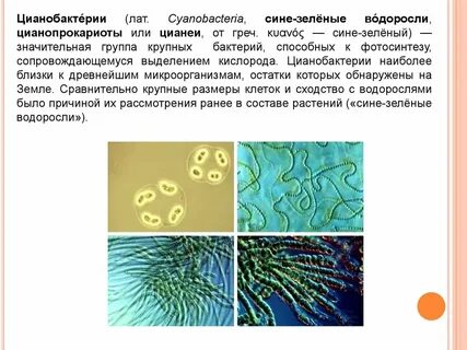 Второе название цианобактерий