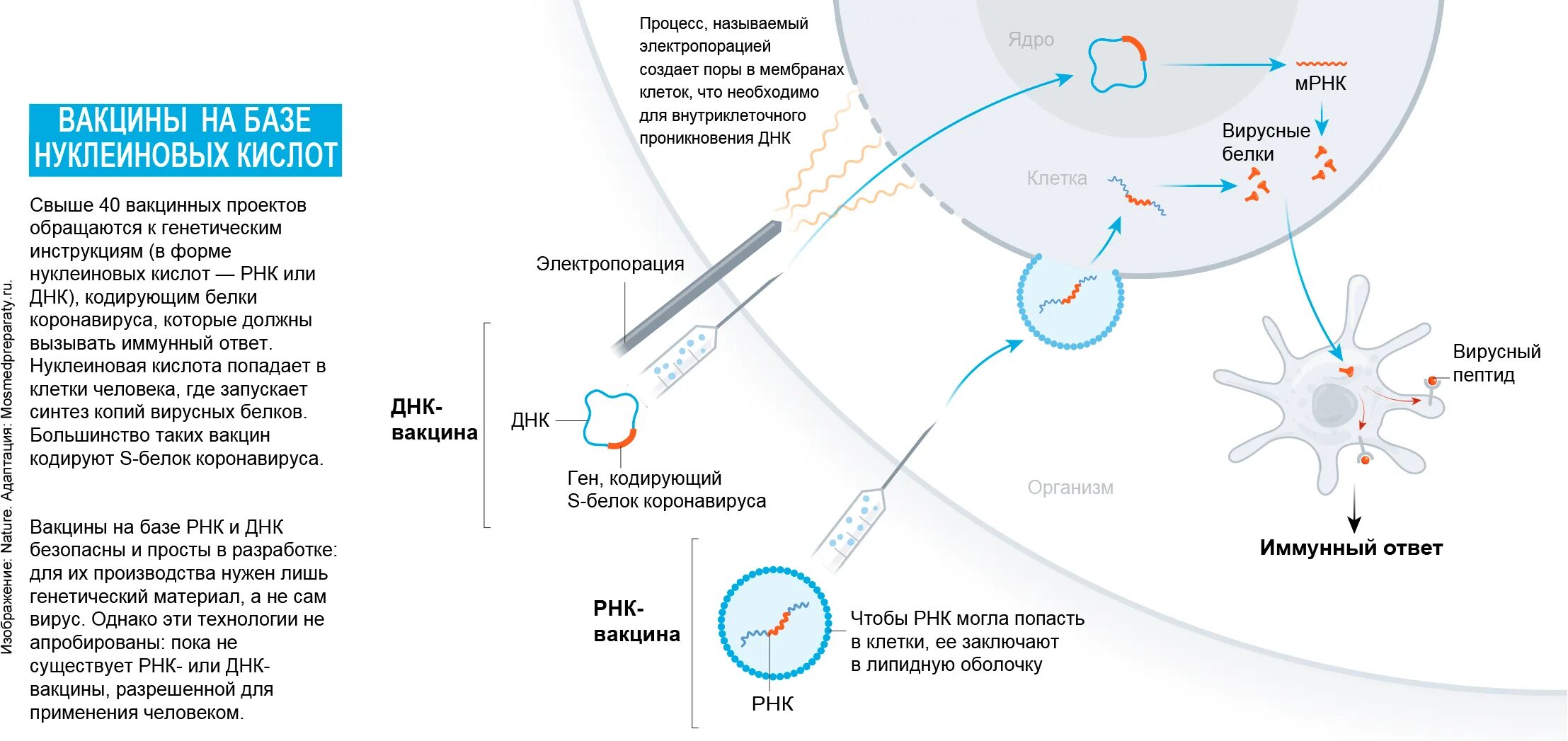 Результат исследования вакцины. Схема действия РНК вакцины. Механизм действия РНК вакцин. МРНК вакцина принцип действия. Механизм действия вакцин схема.