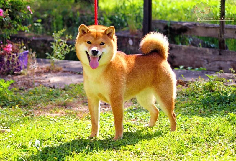 Б сибы. Сиба ину. Сиба-ину породы собак. Порода собак Шиба ину. Японская порода собак сиба-ину.