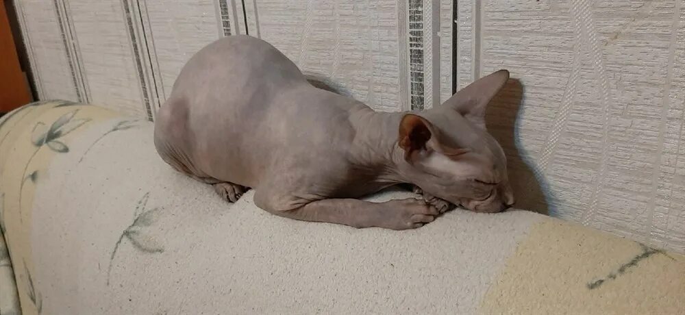 Донской сфинкс красный. Сфинксы пачкаются. Сфинкс (порода кошек). Сфинксы пачкаются. Карликовый о донской сфинкс.