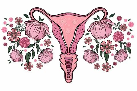 Uterus