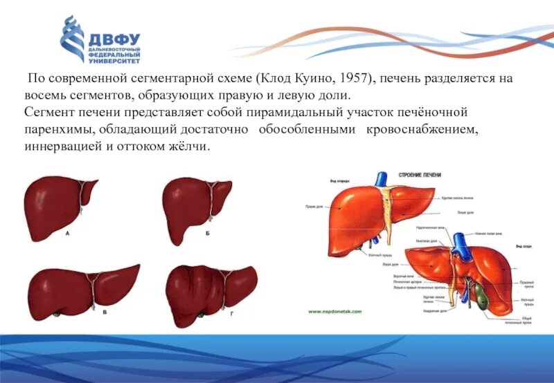 Печень какой формы. Саблевидная форма левой доли печени. Доли и сегменты печени. Схема куино печень.
