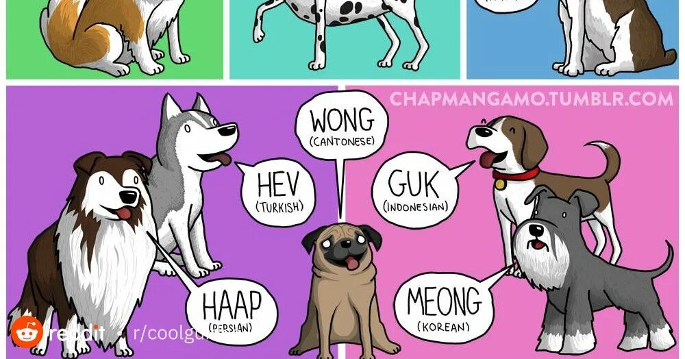 Собака на разных языках. Собаки в разных странах. Собака лает на английском. Собака иностранные языки. Скажи по английски собака
