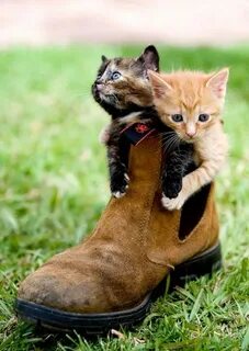 Сапожки коты