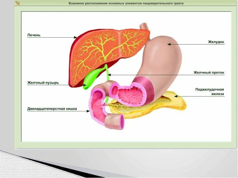Двенадцатиперстная кишка биология 8 класс. Желчный пузырь и двенадцатиперстная кишка. Взаимное расположение основных элементов пищеварительного тракта. Печень двенадцатиперстная кишка поджелудочная железа рисунок. Желудок печень двенадцатиперстная кишка поджелудочная железа.