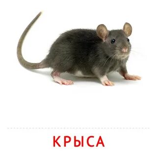 Слово крыса