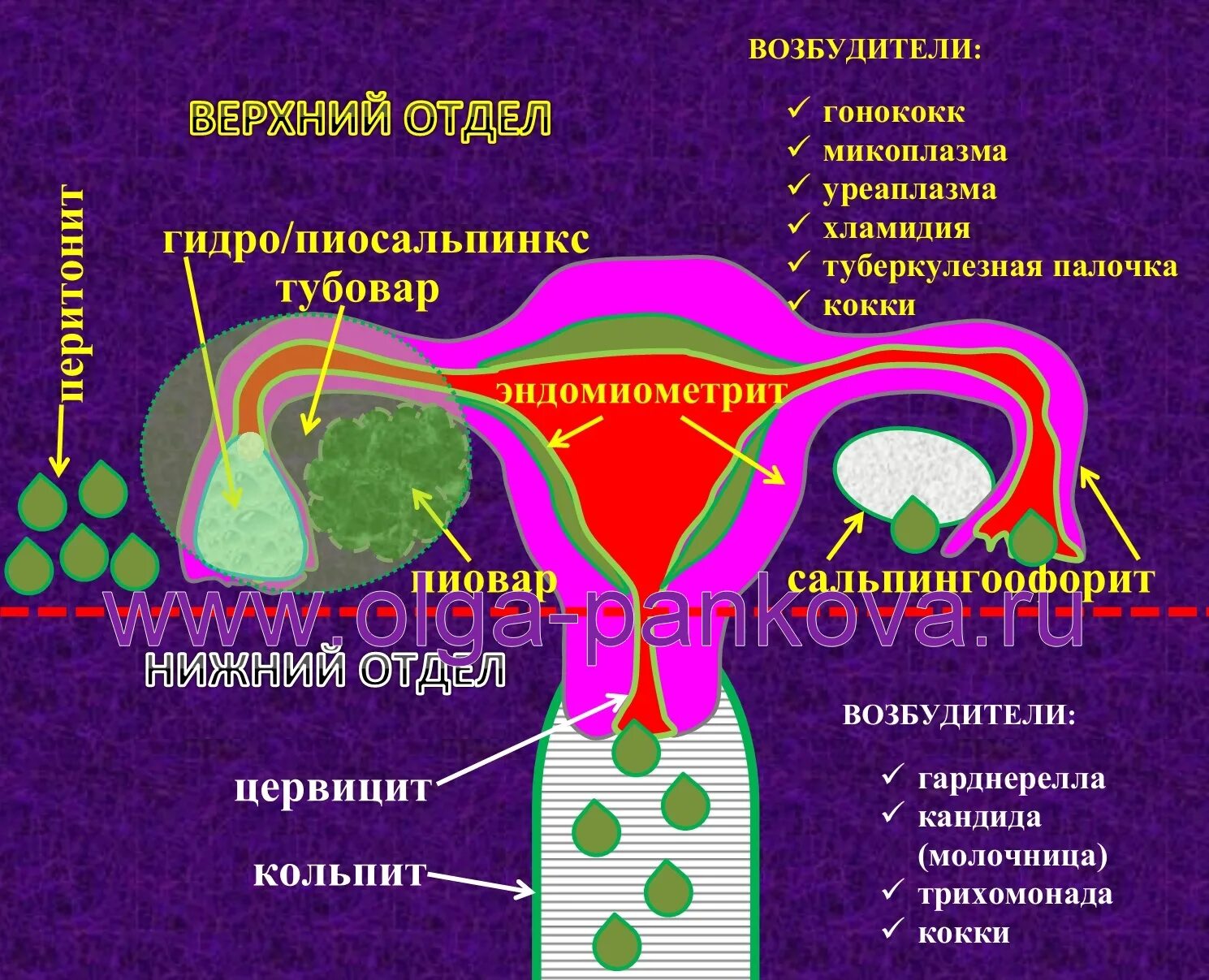 Женский орган между. Верхние отделы половой системы. Отделы матки. Строение матки.