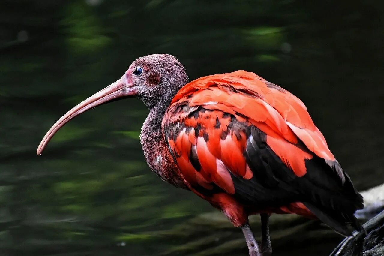 Птица алый ибис. Птица ирбис. Европейский ибис. Птица алый ибис. Threskiornis spinicollis.
