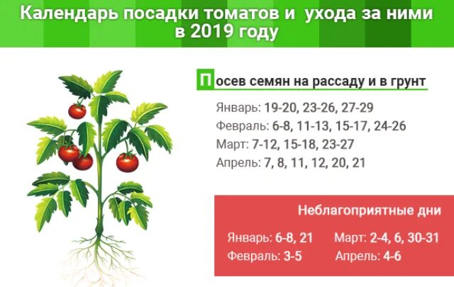 Когда в марте высаживать помидоры на рассаду