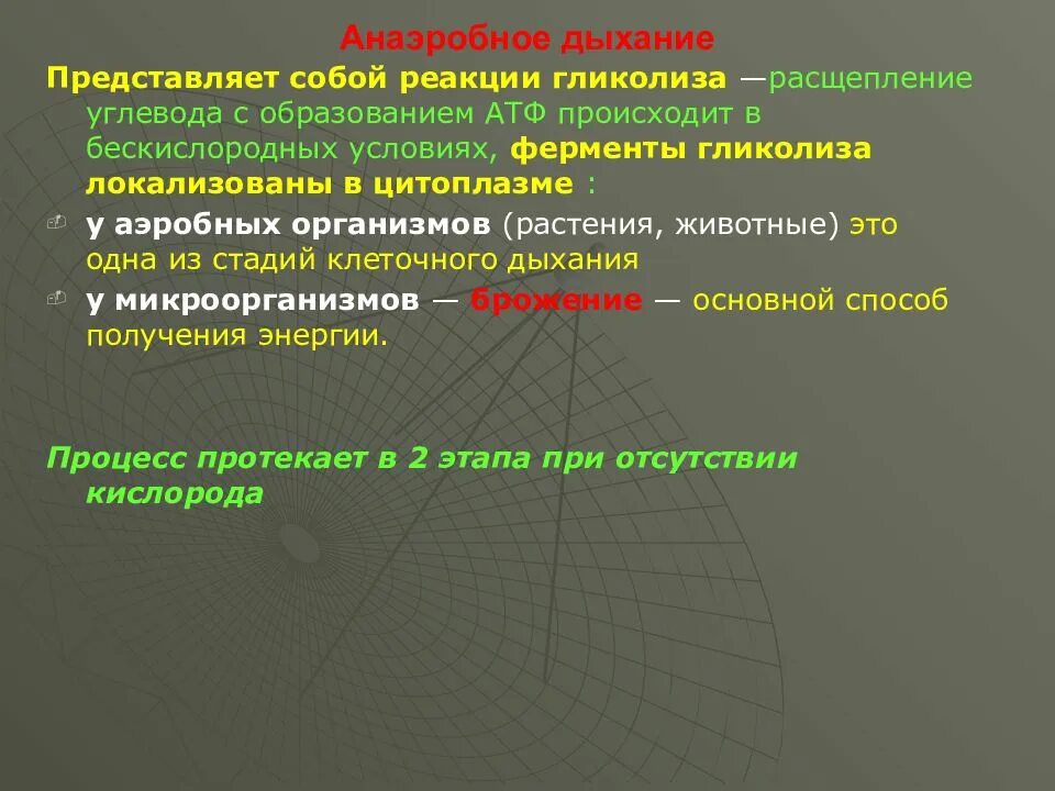 В процессе аэробного дыхания происходит. Анаэробное дыхание растений. анаэробная фаза дыхания. аэробная фаза дыхания растений. анаэробный тип дыхания у растений.