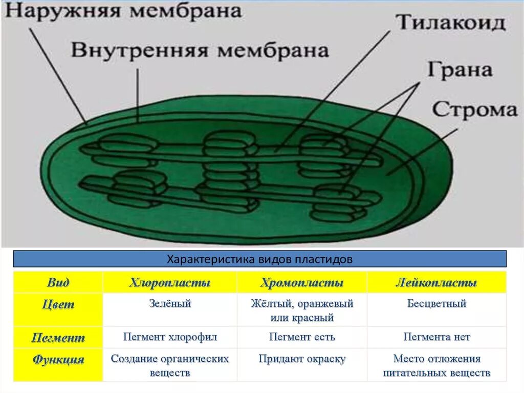 Пластиды строение и функции органоида. Строение хлоропласта эукариотической. пластиды хлоропласты строение. строение клетки пластиды рисунок. схема строения хлоропласта растительной клетки.