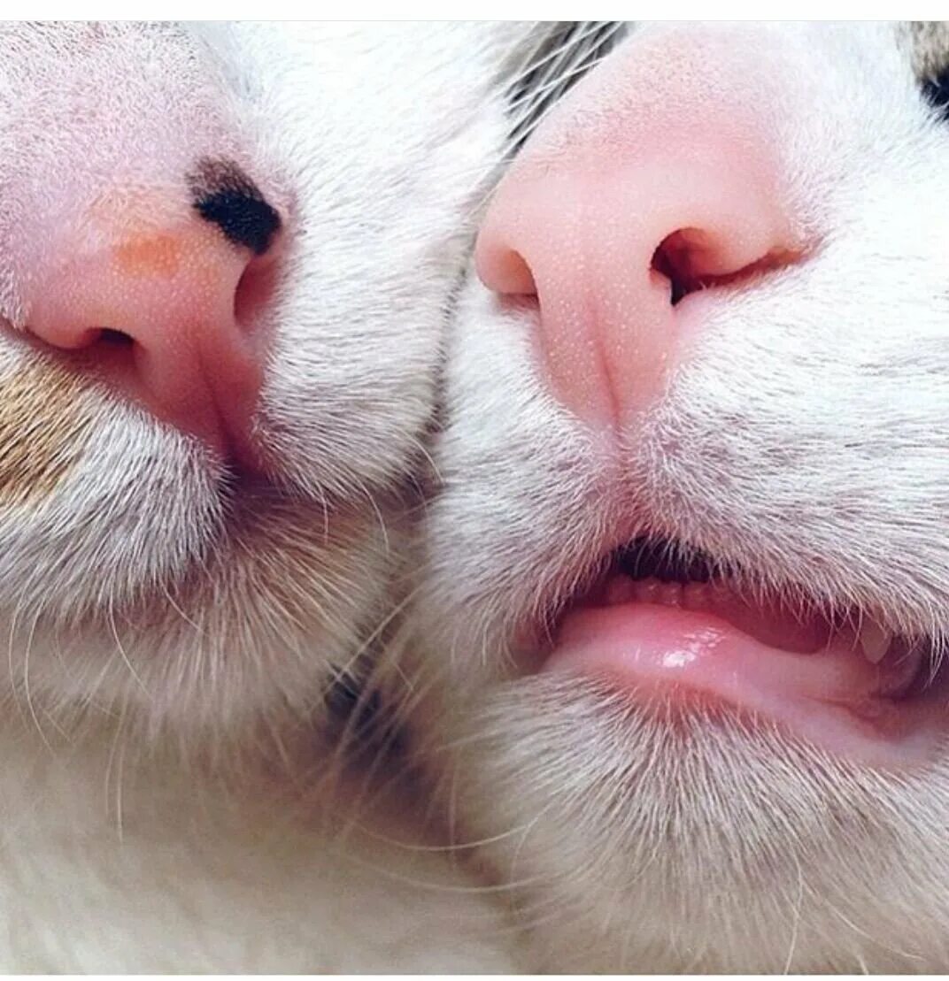 Нос котика. Нос кота. Коты с носом. Нос кошки. Нос котика.
