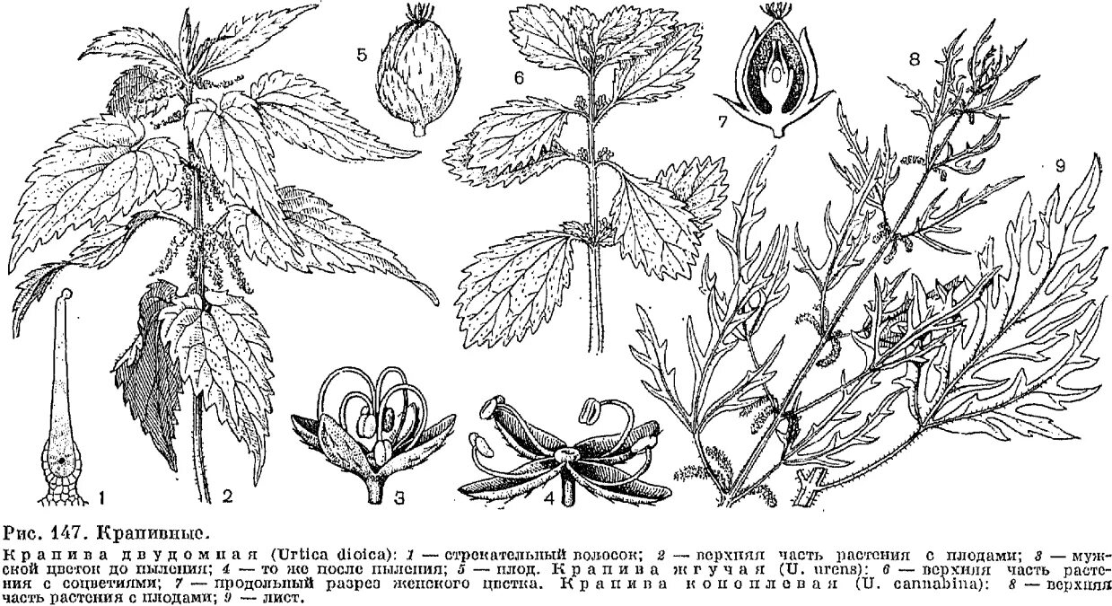 Крапива схема. Крапива двудомная строение. Яснотка белая семейство. Семейство крапивные листья. Семейство крапивные лекарственные растения.