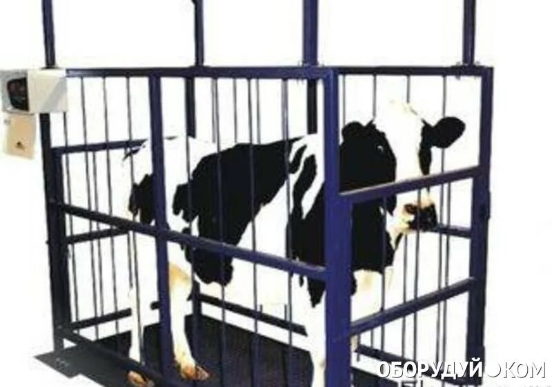 Весы крупных животных. Весы для взвешивания крс 1000кг. весы для взвешивания крс 1000кг реус. весы для взвешивания крс gas 1000кг. весы для крс до 1000 кг.