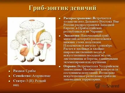 Гриб зонтик описание