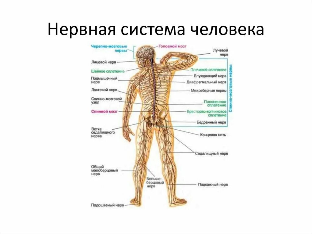 Ответы Mail.ru: Как позвоночник связан с нервами?