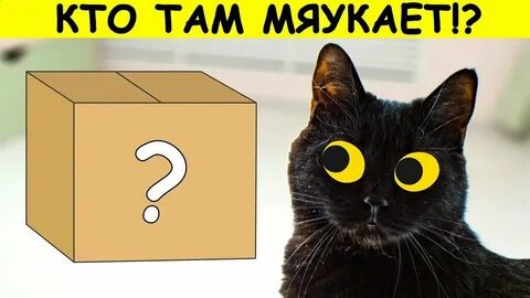Код кот звуки