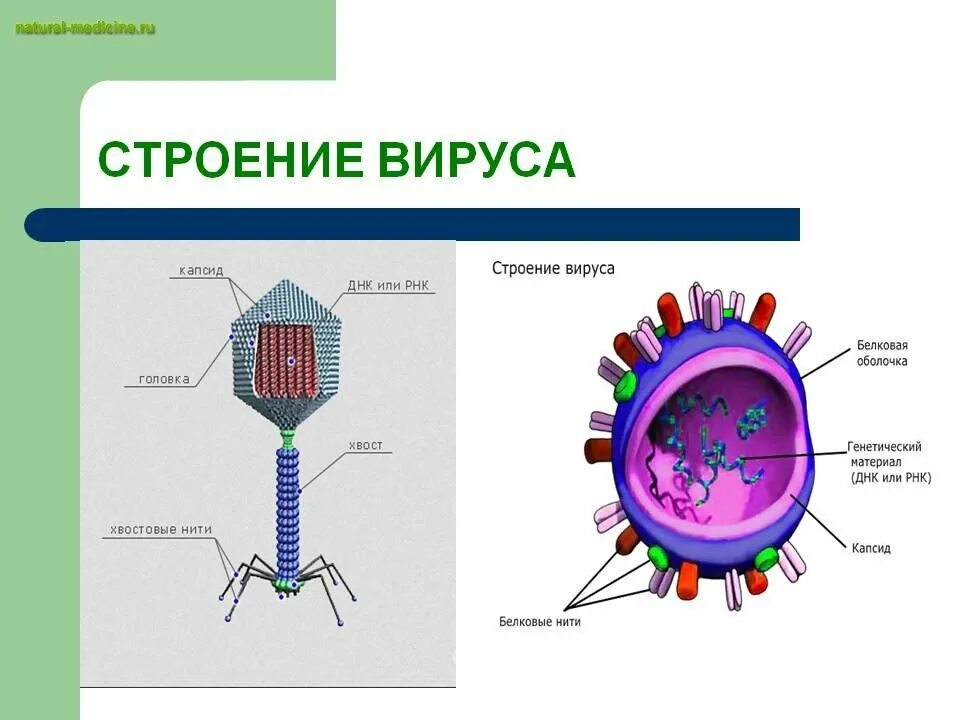 Нуклеотид вируса. Строение вируса органоиды. Строение простого вируса капсид. Вирус рисунок капсид строение. Структура вирусов простая схема.