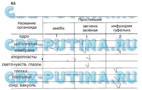Заполните таблицу сходство