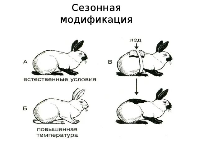 Пример явления иллюстрирующего изменчивость. Гималайский кролик модификационная изменчивость. Изменение окраски гималайского кролика. Горностаевый кролик модификационная изменчивость. Заяц Беляк модификационная изменчивость.