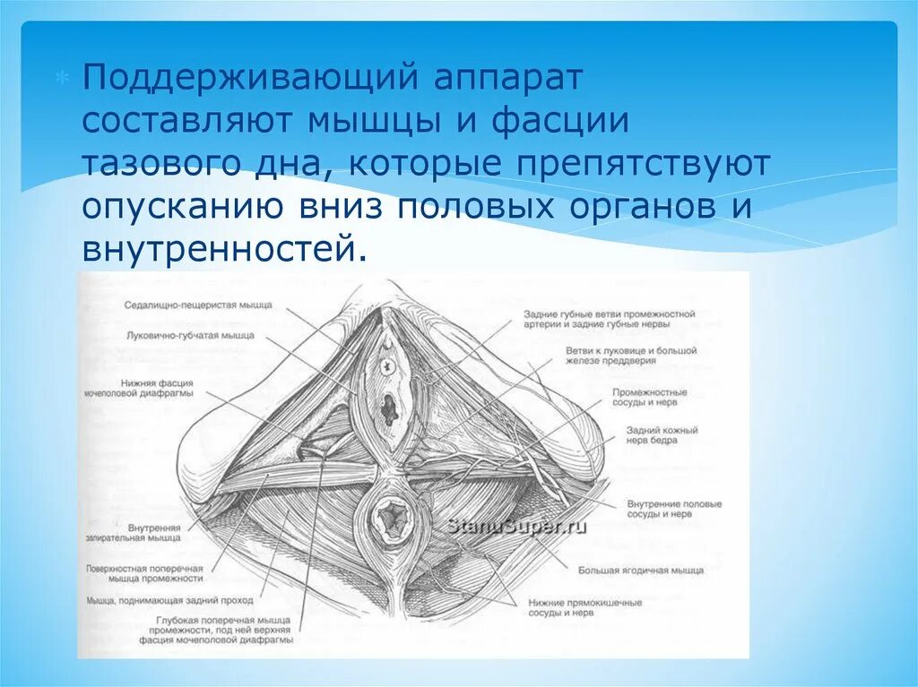 Строение женской промежности (62 фото)