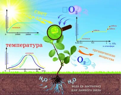 Минимальная температура для фотосинтеза растений тропиков