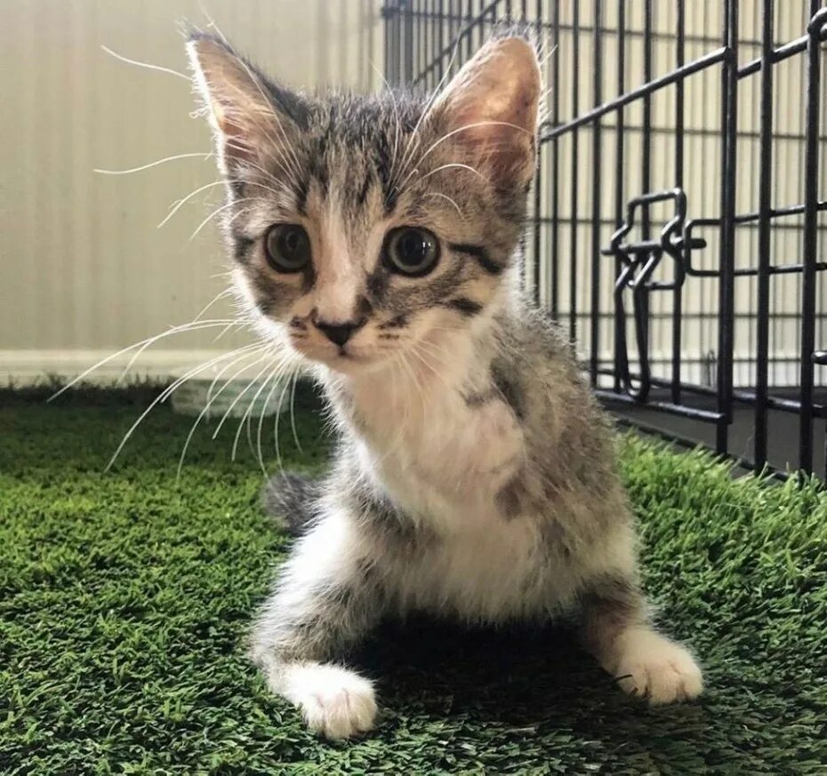 Алекс кот без лап. Котенок без лапки. кошка без передних лап. котенок без передних лапок. двуногая кошка.