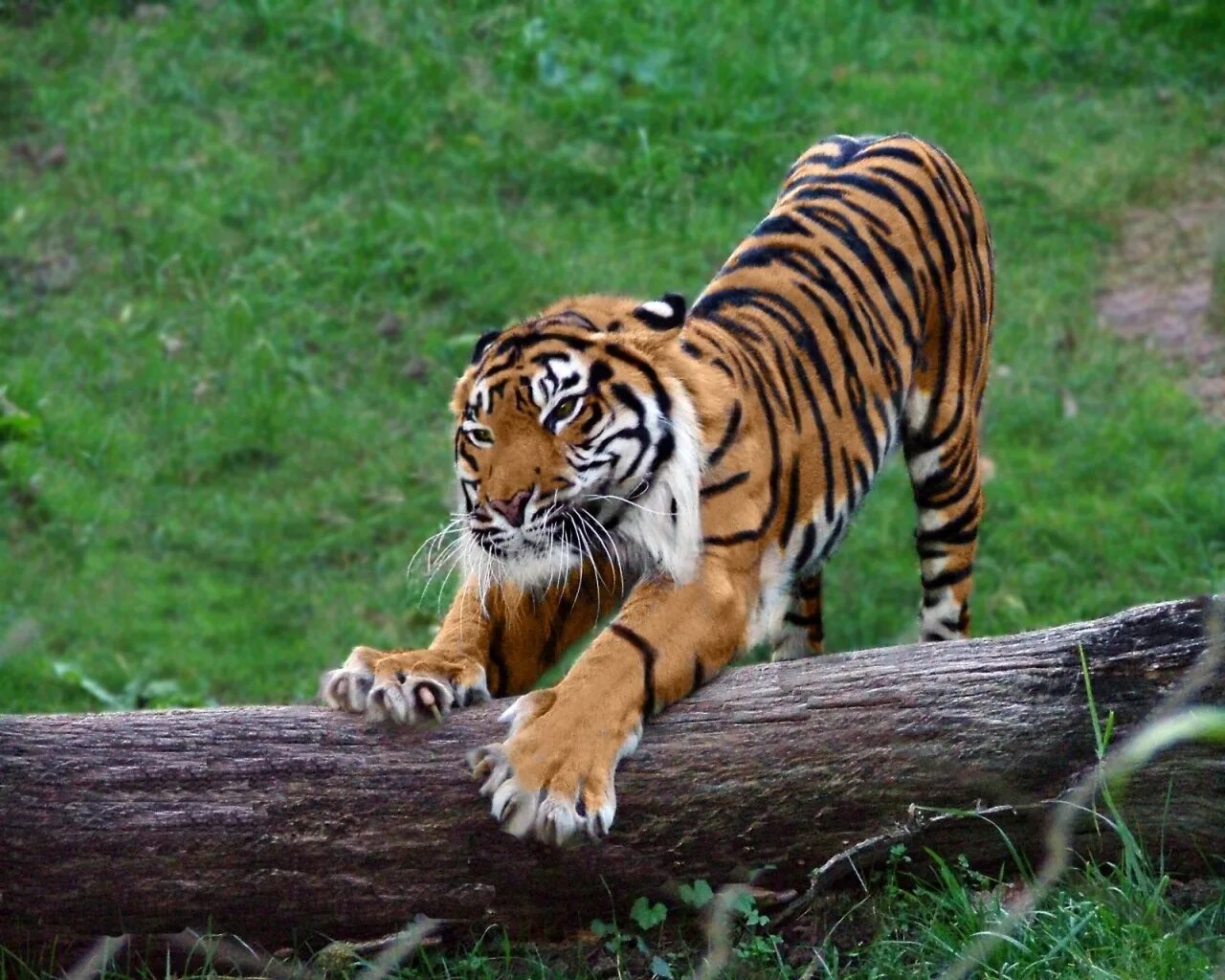 Амурский тигр. Лапы тигра. Фото тигра. Тигр потягивается.
