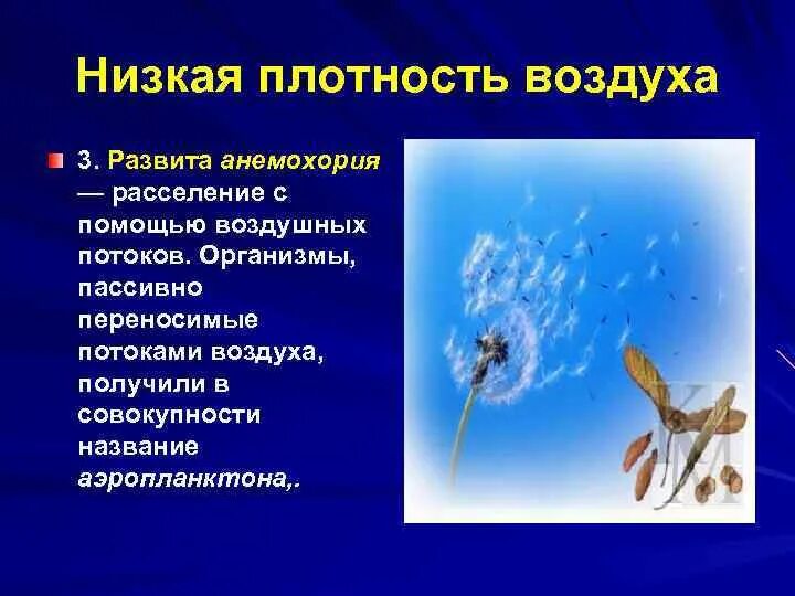 Помощь с расселением. Аэропланктон. Низкая плотность воздуха. Самая низкая плотность воздуха. Водная среда плотность воздуха.