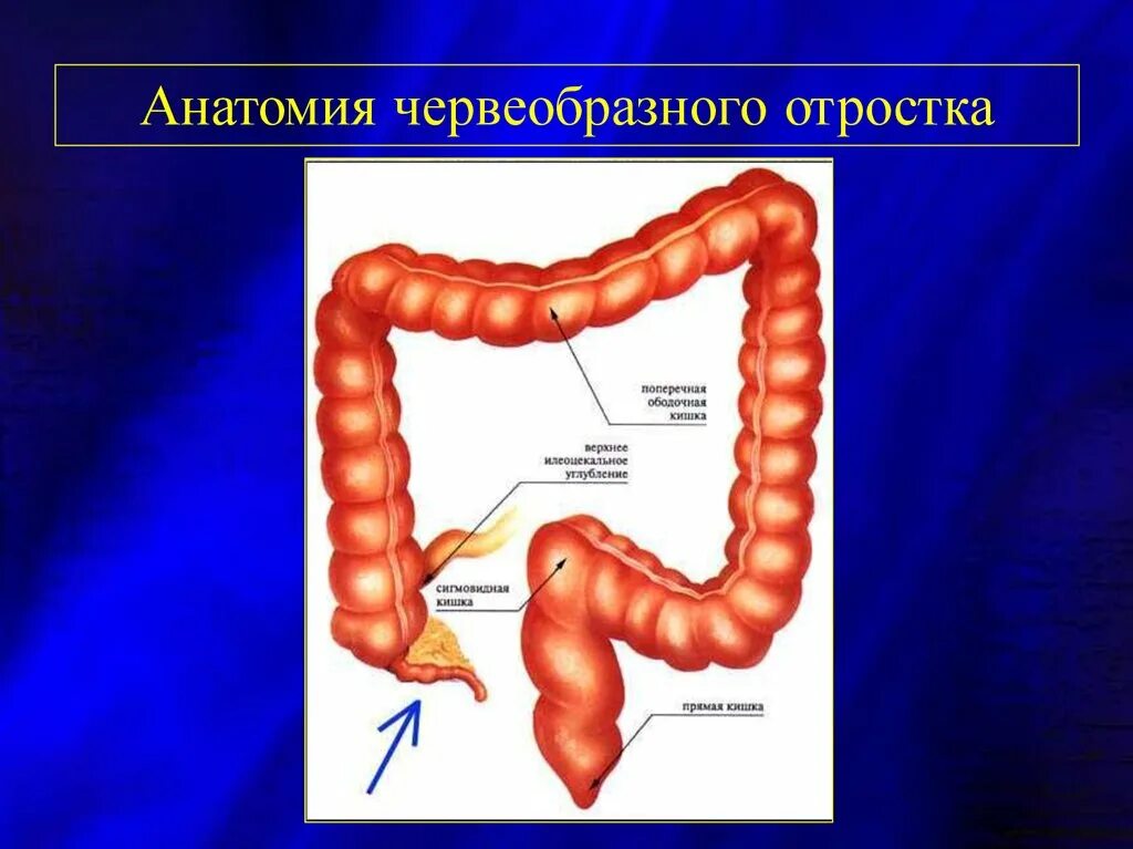 Аппендикс относится. Гистология червеобразного отростка аппендикса. Аппендикс это отросток слепой кишки. Червеобразный отросток слепой кишки.