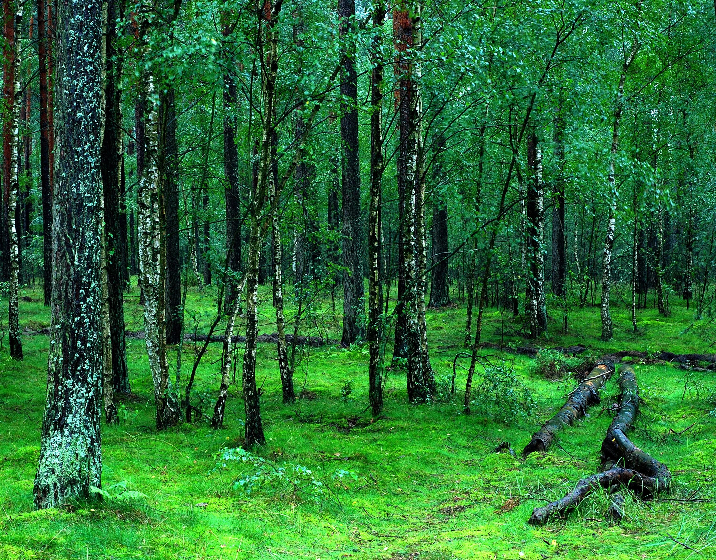 Хвойно мелколиственные. Хвойно-мелколиственные леса. Широколиственный лес. Широколиственные леса Польши. Кривой лес в Польше.