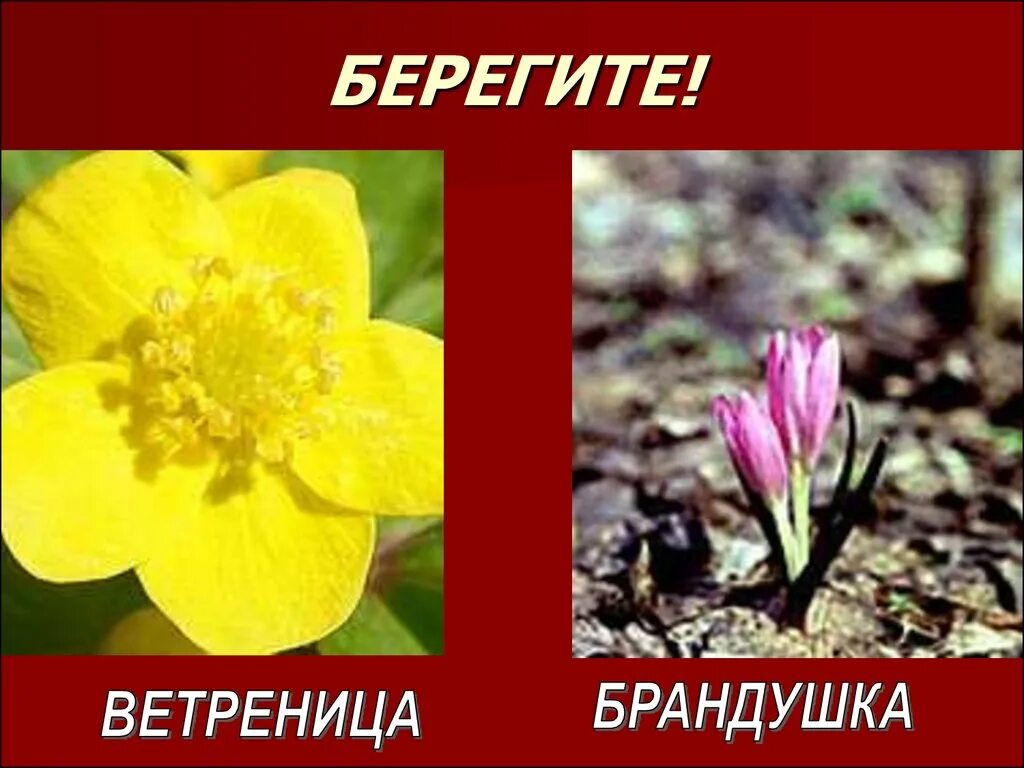 Растения красной книги урала. Растения красной книги Урала Свердловской области. Редкие растения Свердловской области занесенные в красную книгу. Красная книга Урала растения. Растения Урала занесенные в красную книгу