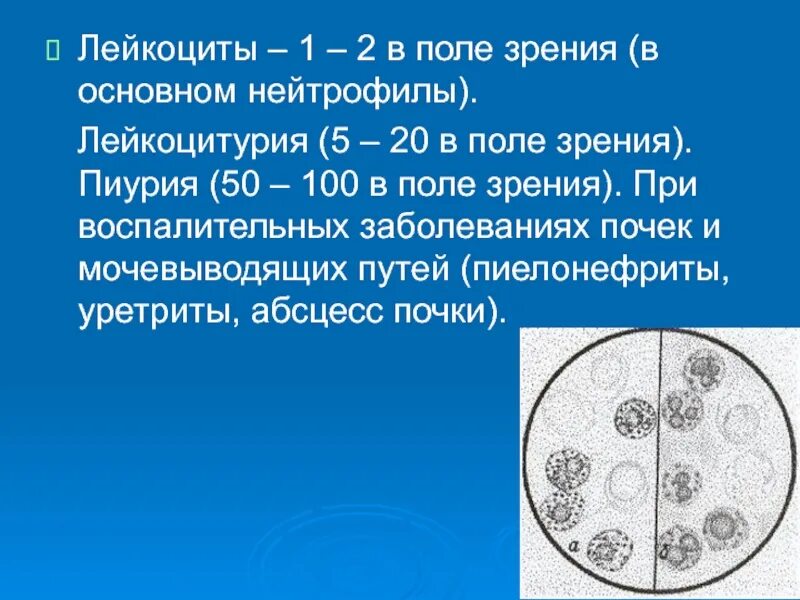 Лейкоциты 0 1 1 поле зрения