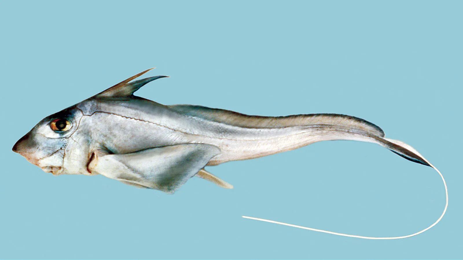 Отряд химерообразные. Химера рыба. Рыба химера морской заяц. Морская крыса европейская химера. Отряд химерообразные.