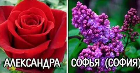 Именем какого цветка