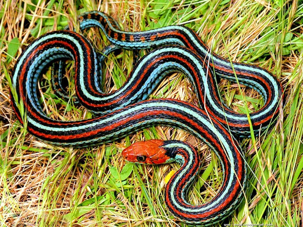 Какого типа змеи. Thamnophis sirtalis. Калифорнийская подвязочная змея. Калифорнийская подвязочная. Thamnophis sirtalis tetrataenia.