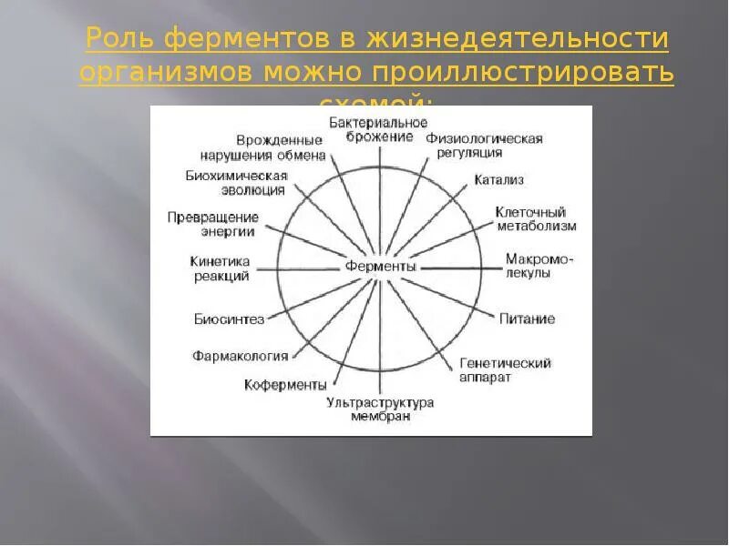 Роль ферментов. Ферменты и их биологическая роль. Роль ферментов в жизни человека. Значение ферментов в процессах жизнедеятельности.