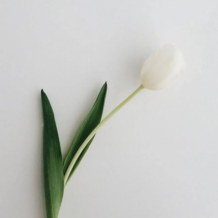Тюльпаны минимализм. Цветы Минимализм. Весенние цветы Минимализм. Белые тюльпаны Минимализм.