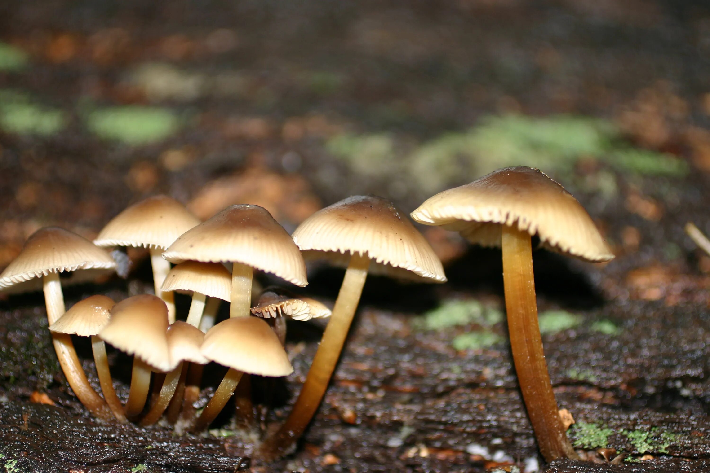 Паутинник фиалково пластинчатый. Млечник древесинный (lactarius lignyotus. Гриб на темной ножке. Mycena crocata. Поганка луговая.