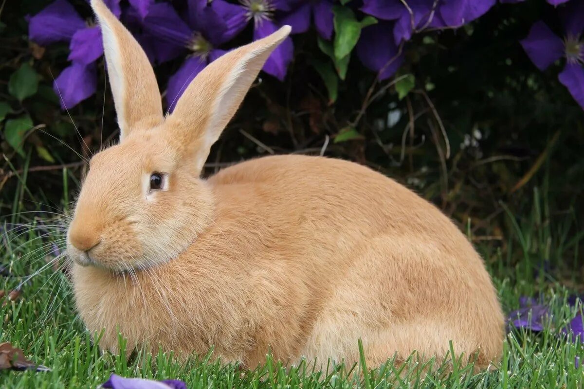 I a pet rabbit. Хиколь кролики. Карликовый Русак кролик. Palomino порода кролика. Раббит кролик.