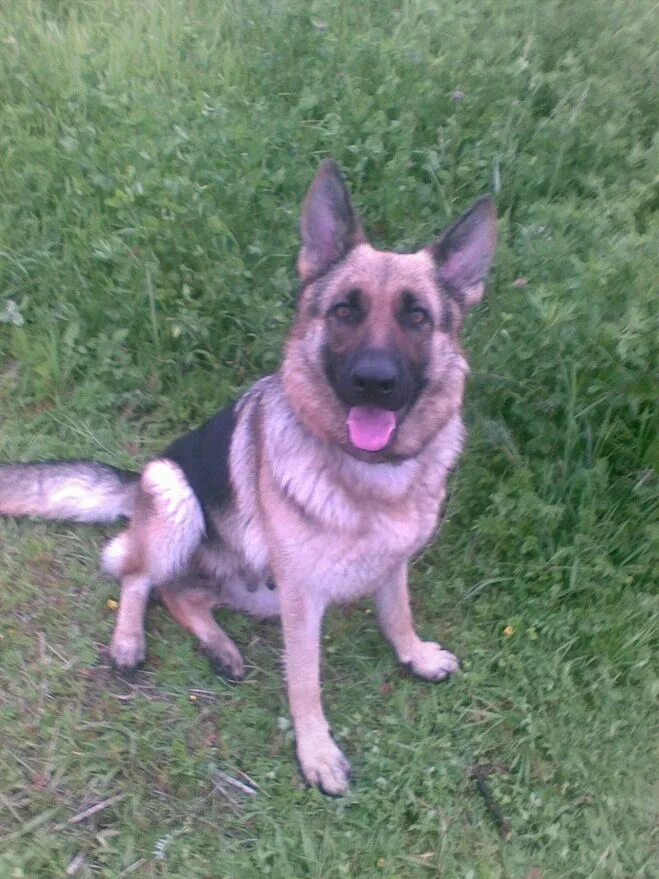 Старотипная немецкая овчарка. Собак. Дрессировка овчарки. Команды для немецкой овчарки. Дрессировка щенка немецкой овчарки.